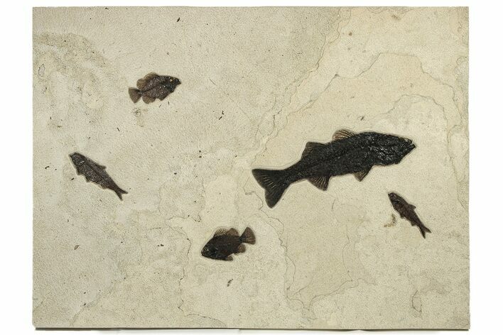 Stunning Green River Fossil Fish Mural Large Mioplosus #224591